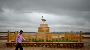 Newly-hatched rare Indian bustard chick gets 50-strong guard