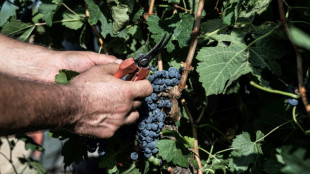 En Sicile, la s&eacute;cheresse pr&eacute;cipite les vendanges